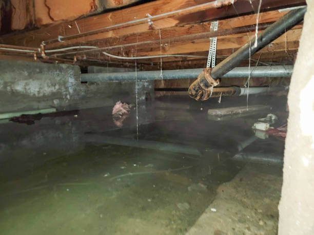 Sewage cleanup and water damage restoration in Las Quintas Fronterizas, TX